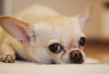 Photo of Чихуахуа: найменший собака-компаньйон у світі