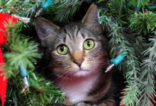 Photo of Подарунки для котів та кішок на Новий рік: ідеї що можна подарувати