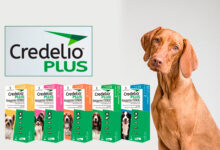 Photo of Ефективний захист собак від паразитів протягом місяця з Credelio Plus