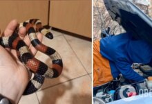 Photo of В Киеве женщина нашла под капотом своего авто змею из Центральной Мексики – видео