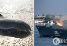 Photo of Военные преступления России — в Крыму массово гибнут дельфины, но оккупанты не видят в этом проблемы