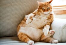 Photo of Ожиріння у котів: як допомогти тварині?