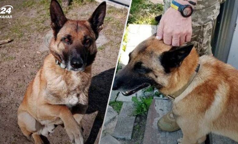 Photo of В Киеве мужчина застрелил собаку соседа, потому что она на него лаяла