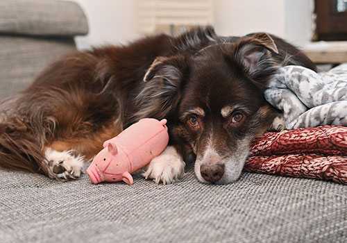 Photo of Хибна вагітність у собак: симптоми та лікування